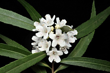 APII jpeg image of Myoporum betcheanum  © contact APII