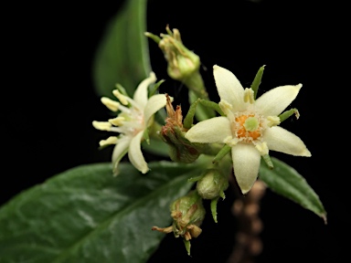 APII jpeg image of Corokia whiteana  © contact APII