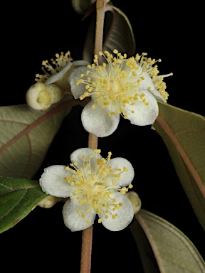 APII jpeg image of Rhodomyrtus canescens  © contact APII
