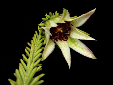 APII jpeg image of Darwinia meeboldii  © contact APII