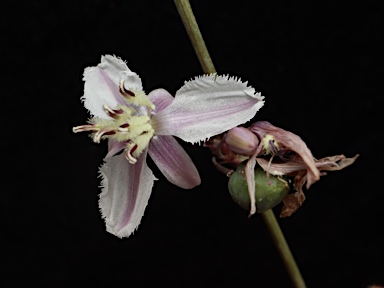 APII jpeg image of Arthropodium sp. Snowy R. catchment (N.G.Walsh 6195)  © contact APII