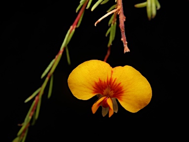 APII jpeg image of Dillwynia palustris  © contact APII
