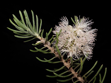 APII jpeg image of Melaleuca subfalcata  © contact APII