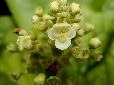 APII jpeg image of Premna herbacea  © contact APII