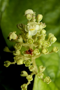 APII jpeg image of Premna herbacea  © contact APII