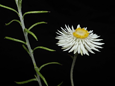APII jpeg image of Helichrysum leucopsideum  © contact APII