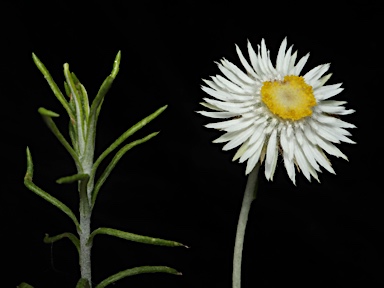 APII jpeg image of Helichrysum leucopsideum  © contact APII