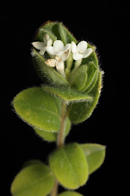 APII jpeg image of Pimelea latifolia subsp. altior  © contact APII
