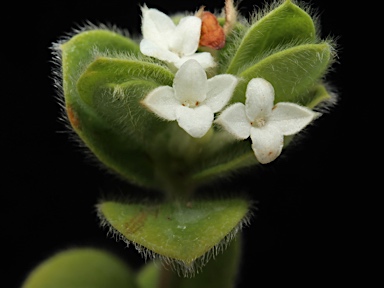 APII jpeg image of Pimelea latifolia subsp. altior  © contact APII