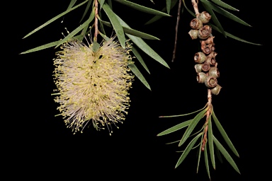 APII jpeg image of Callistemon sieberi  © contact APII