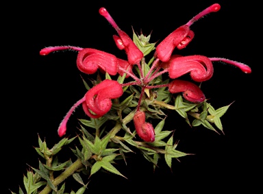 APII jpeg image of Grevillea asteriscosa  © contact APII