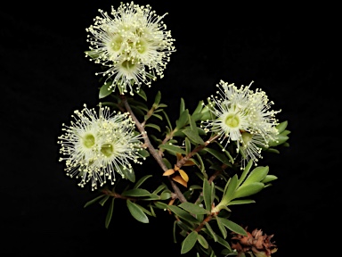 APII jpeg image of Kunzea bracteolata  © contact APII