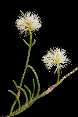 APII jpeg image of Melaleuca thyoides  © contact APII