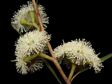 APII jpeg image of Eucalyptus apiculata  © contact APII