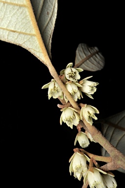 APII jpeg image of Elaeocarpus sedentarius  © contact APII