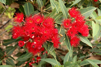 APII jpeg image of Corymbia ficifolia 'Dwarf Crimson'  © contact APII