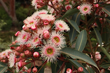 APII jpeg image of Corymbia ficifolia 'Precious Pearl'  © contact APII