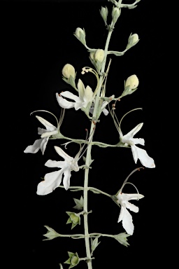 APII jpeg image of Teucrium racemosum  © contact APII
