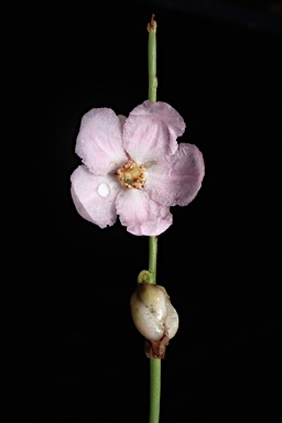 APII jpeg image of Hibbertia hooglandii  © contact APII
