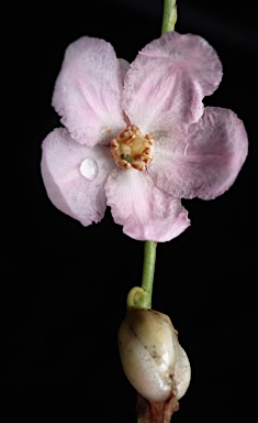 APII jpeg image of Hibbertia hooglandii  © contact APII