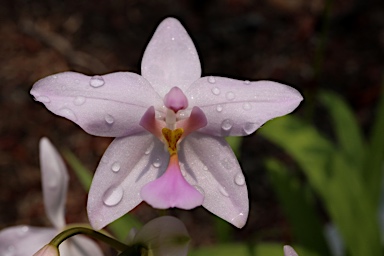 APII jpeg image of Spathoglottis plicata  © contact APII