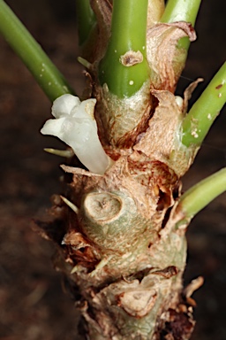 APII jpeg image of Myrmecodia tuberosa  © contact APII