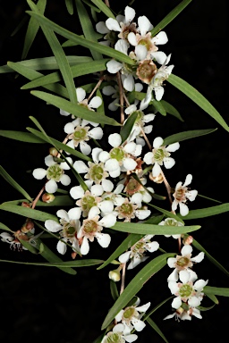 APII jpeg image of Leptospermum amboinense  © contact APII