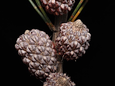 APII jpeg image of Allocasuarina glareicola  © contact APII