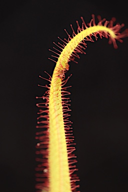 APII jpeg image of Drosera adelae  © contact APII