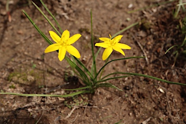 APII jpeg image of Hypoxis hygrometrica subsp. villosisepala  © contact APII