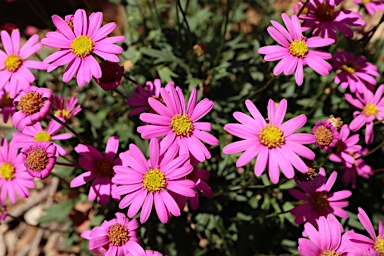 APII jpeg image of Brachyscome angustifolia 'Radiant Magenta'  © contact APII