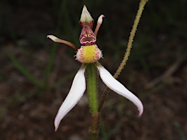 APII jpeg image of Eriochilus cucullatus  © contact APII