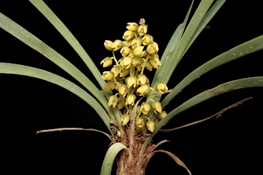 APII jpeg image of Lomandra filiformis subsp. coriacea  © contact APII