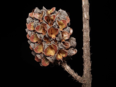 APII jpeg image of Allocasuarina littoralis  © contact APII