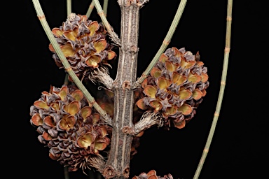 APII jpeg image of Allocasuarina glareicola  © contact APII