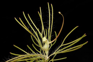 APII jpeg image of Adenanthos apiculatus  © contact APII
