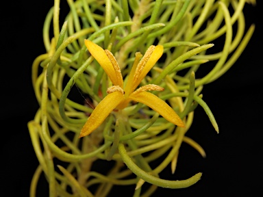 APII jpeg image of Persoonia tenuifolia  © contact APII