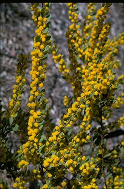 APII jpeg image of Acacia brachybotrya  © contact APII