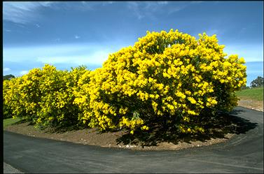 APII jpeg image of Acacia cultriformis  © contact APII