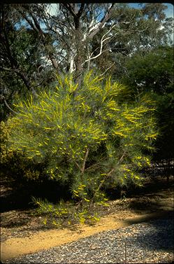 APII jpeg image of Acacia curranii  © contact APII