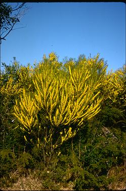 APII jpeg image of Acacia elongata  © contact APII