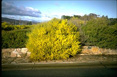 APII jpeg image of Acacia flexifolia  © contact APII