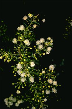 APII jpeg image of Acacia genistifolia  © contact APII