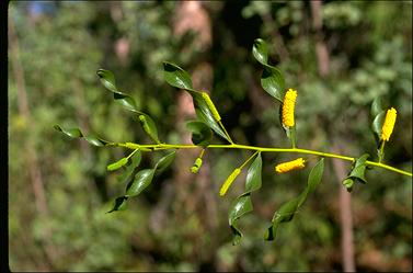 APII jpeg image of Acacia helicophylla  © contact APII