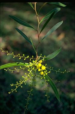 APII jpeg image of Acacia macreadenia  © contact APII