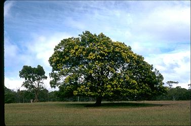 APII jpeg image of Acacia mearnsii  © contact APII