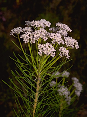 APII jpeg image of Conospermum mitchellii  © contact APII