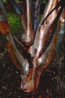 APII jpeg image of Eucalyptus eremophila  © contact APII