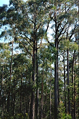 APII jpeg image of Eucalyptus sieberi  © contact APII