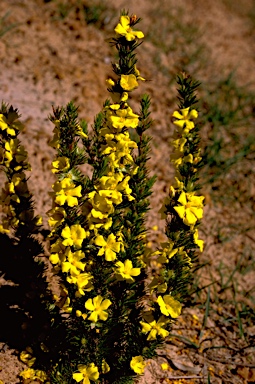 APII jpeg image of Hibbertia fasciculata  © contact APII